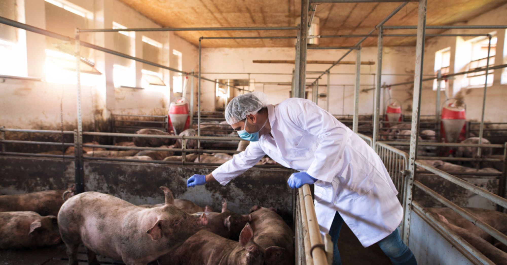 New strains of influenza A virus discovered in Cambodian pigs | AGDAILY