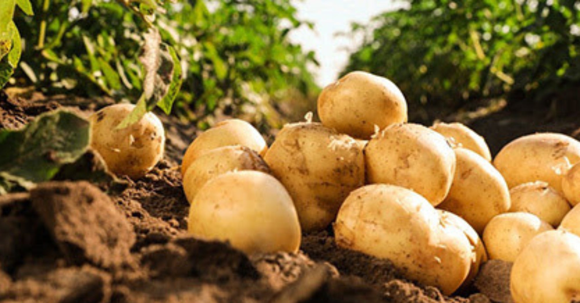 New GM hemp and potato plant get the USDA's 'thumbs up' | AGDAILY