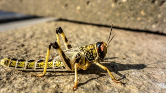 Egyptian Locust