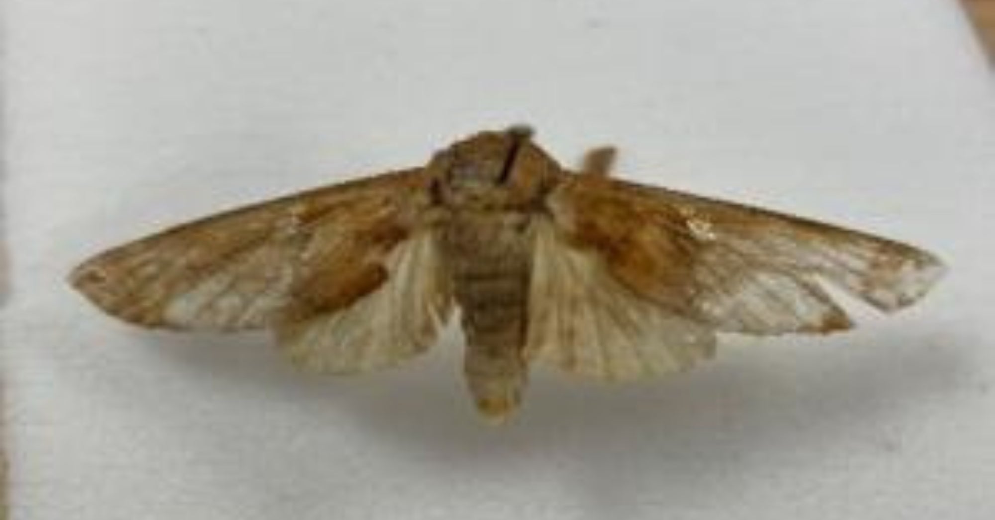 Rare moth found by CBP in Texas port coconut shipment | AGDAILY