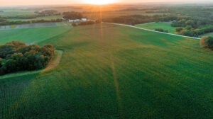 Syngenta-Corn-Field-Hero-Shot