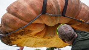 World Record Pumpkin