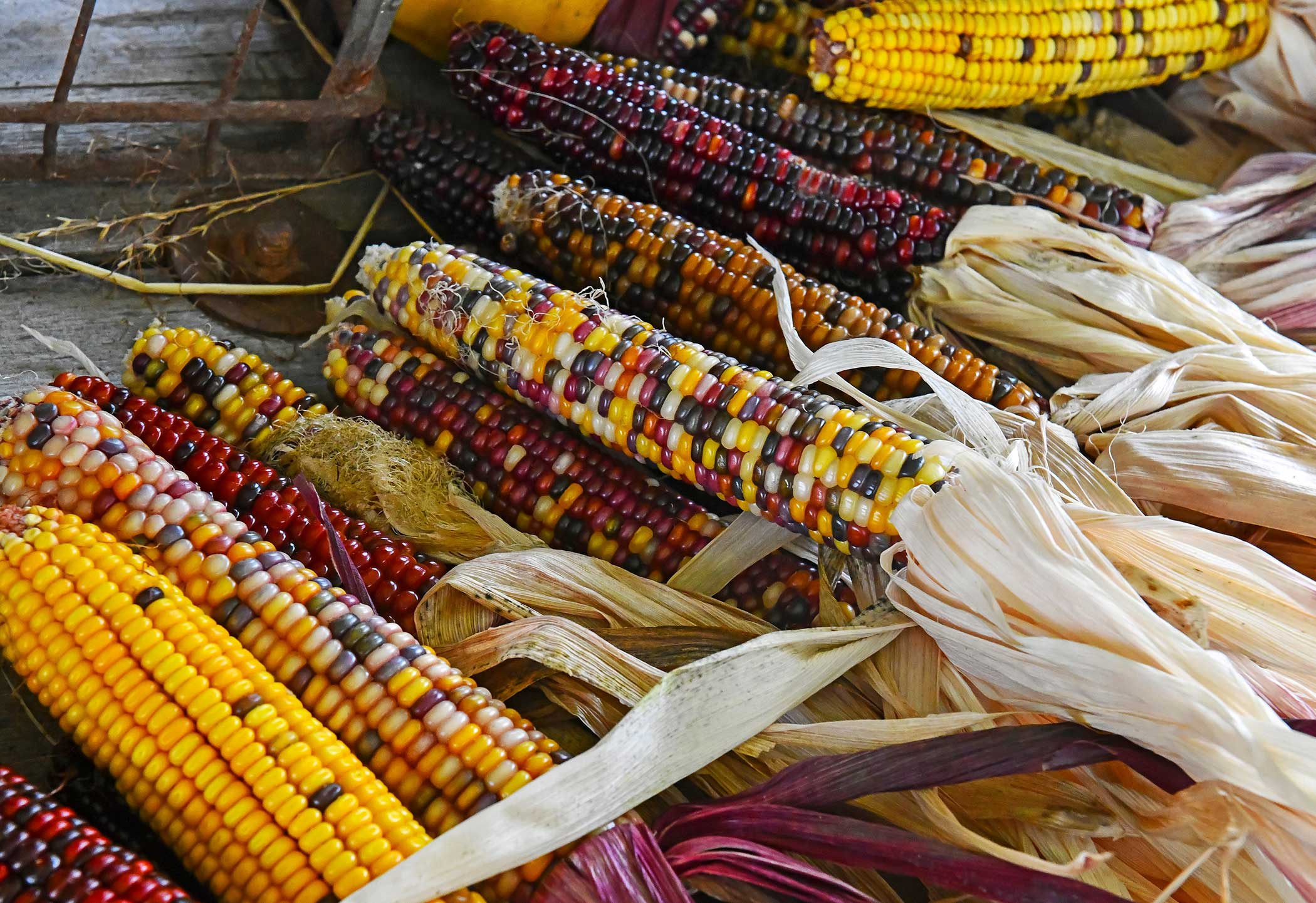 ornamental-corn-variety