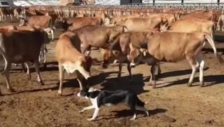 AFBF Farm Dog of the Year: Cinco