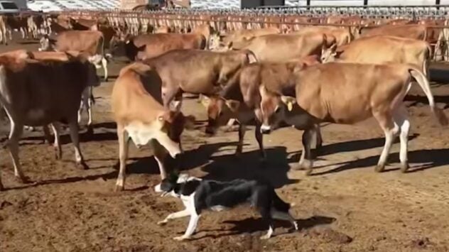 AFBF Farm Dog of the Year: Cinco