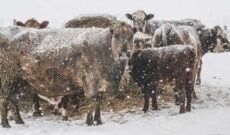 livestock-snow-winter-cold