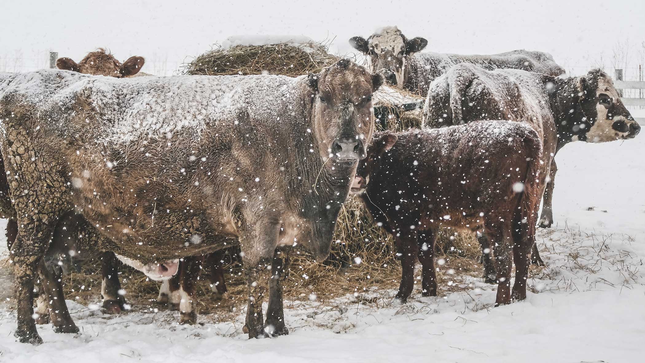 Perspective: We make sacrifices in all conditions for animals | AGDAILY