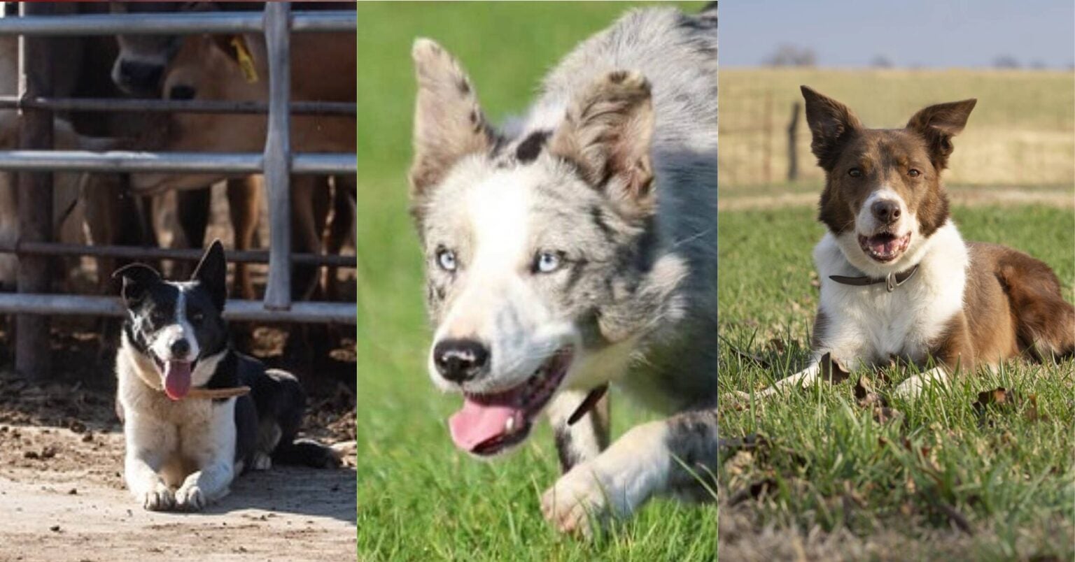 Farm Bureau Names 2024 Farm Dog Of The Year Skippy AGDAILY   AFBF Farm Dog Of The Year 1536x804 