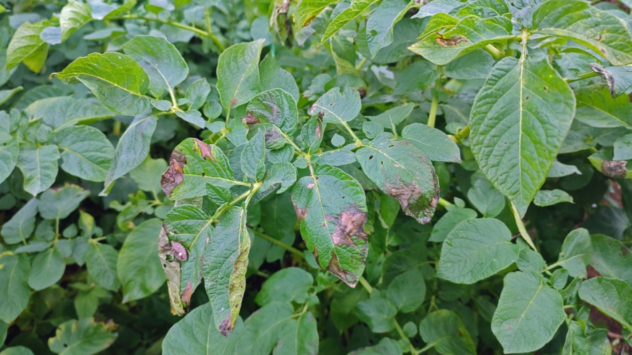 Potato Blight