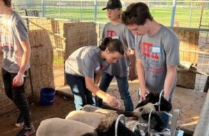 Gilbert FFA