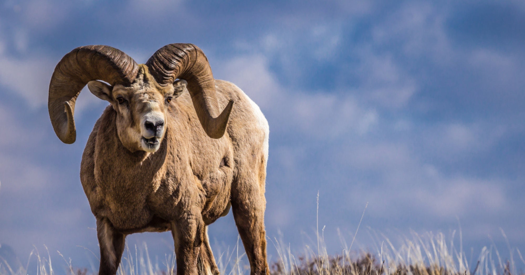 Bighorn Ram