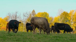 michigan-cattle-organic