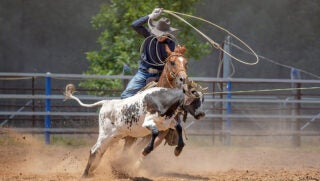 team-roping-rodeo