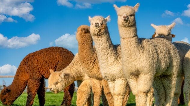 Alpacas