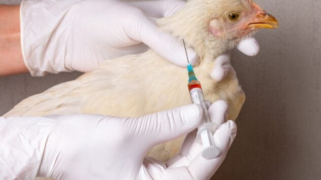 Poultry Vaccine