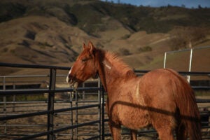 adopted-wild-mustang-brand