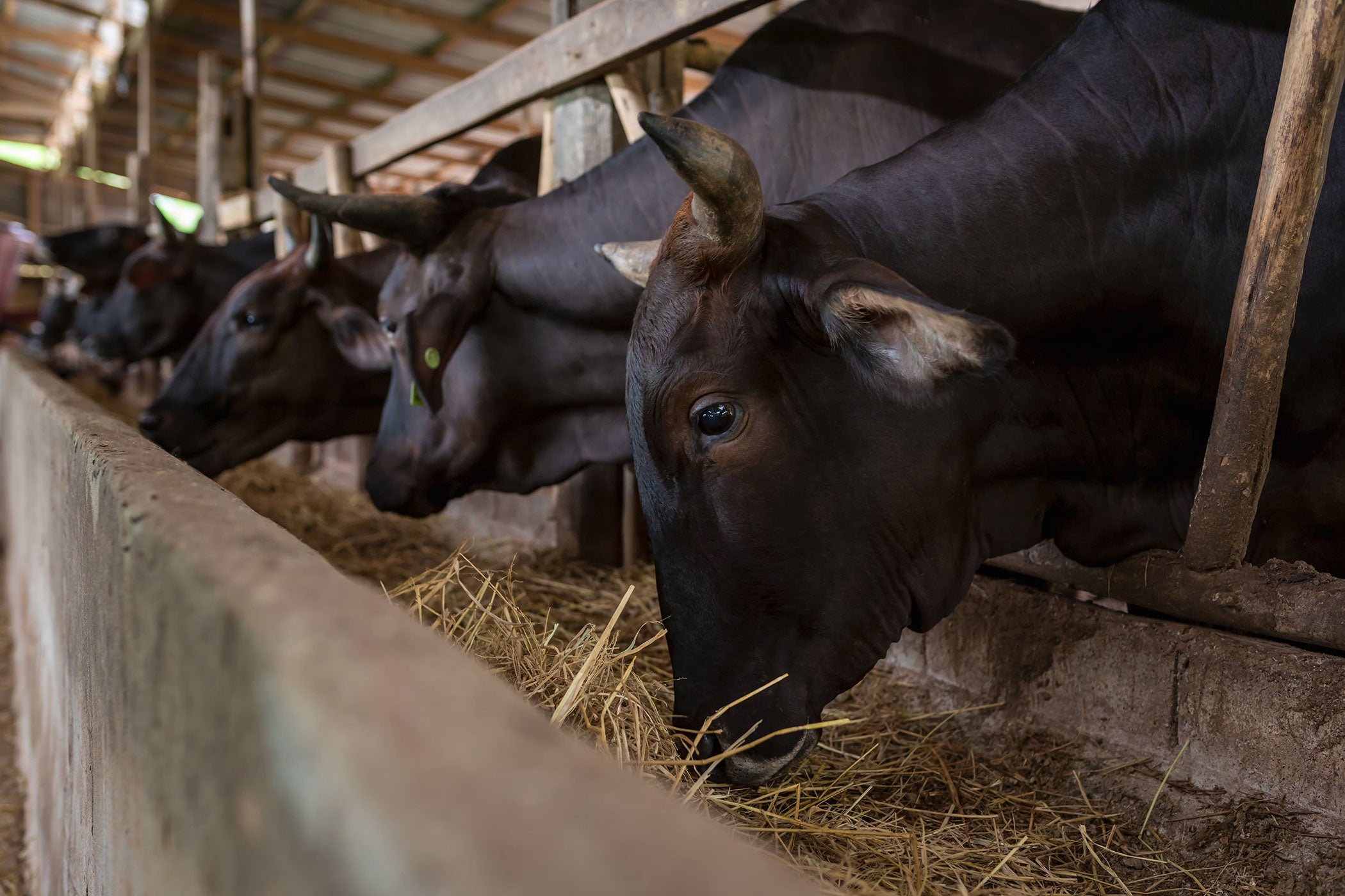 japanese-wagyu-feeding