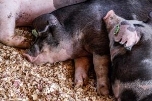 swine-ear-notching-pigs-hogs