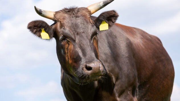 wagyu-cattle-pasture