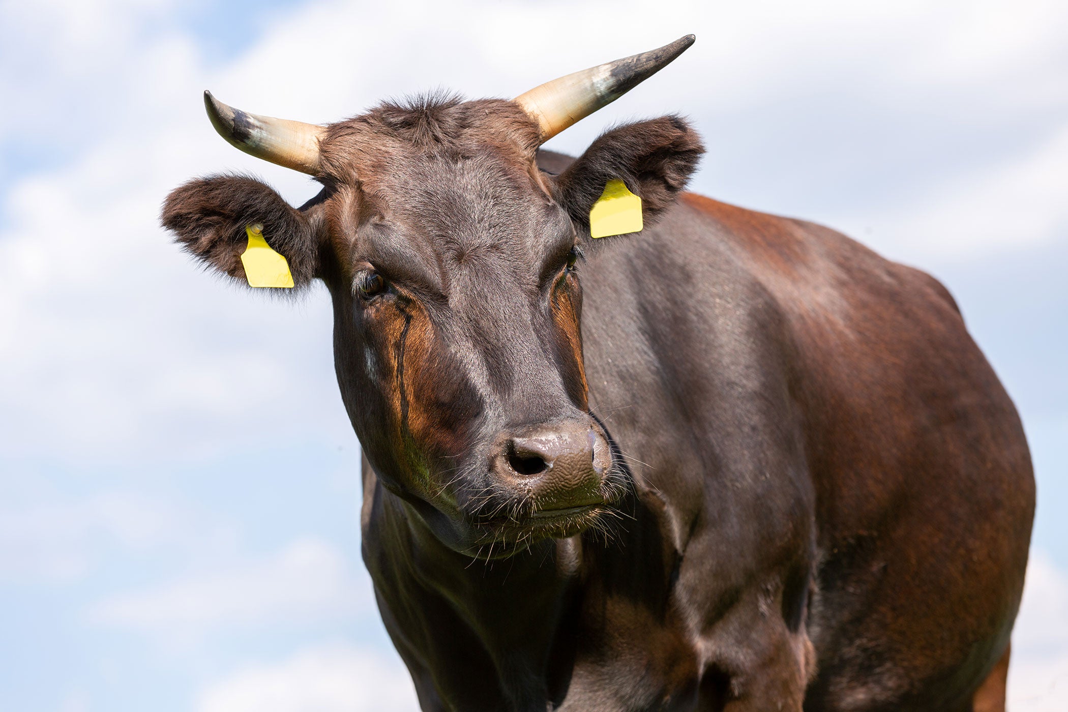 wagyu-cattle-pasture