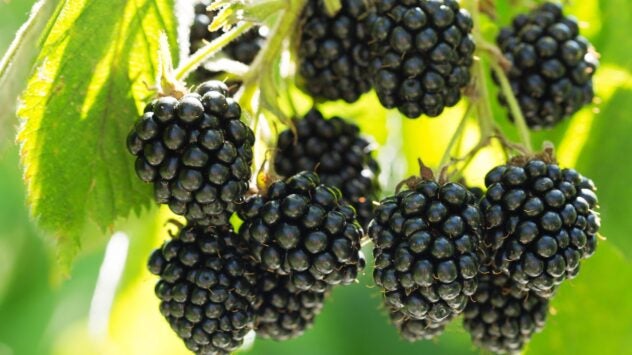 CRISPR Seedless Blackberry