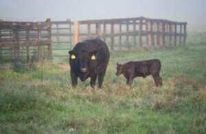 Purina Cattle Mineral