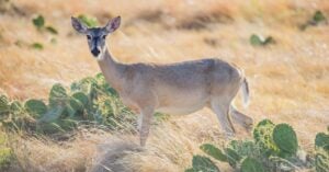 Whitetail Deer