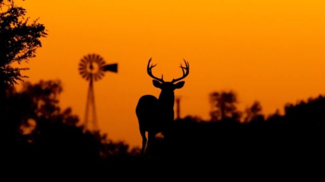 Whitetail Deer