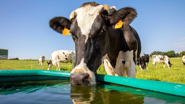 dairy-cow-drinking-trough