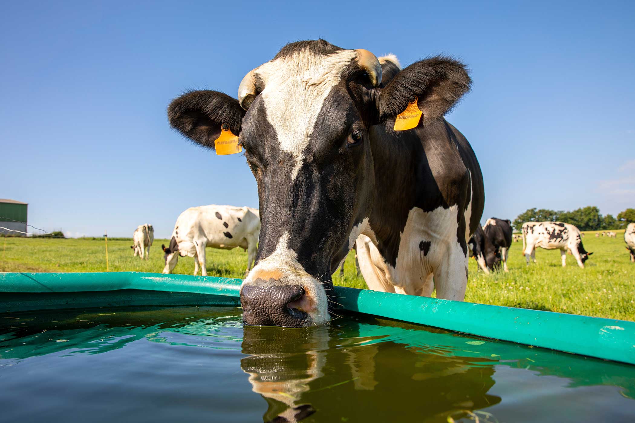 dairy-cow-drinking-trough