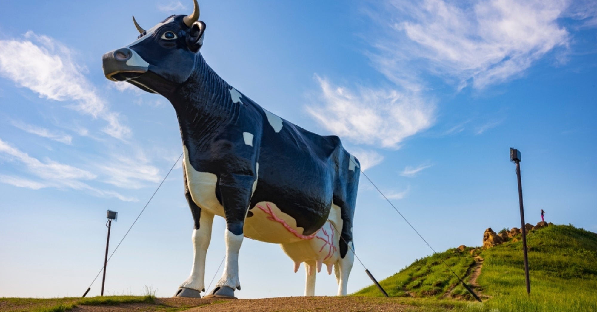 World's Largest Cow