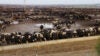 feedlot-cafo-california