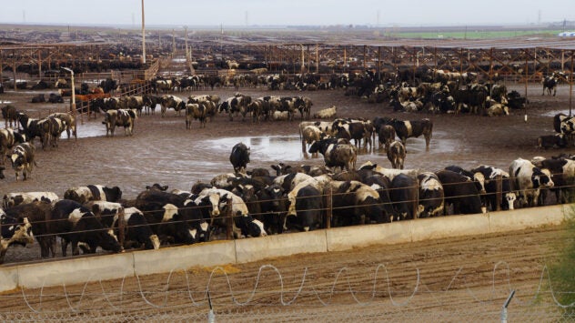 feedlot-cafo-california