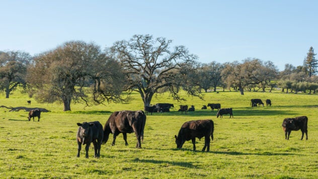 sonoma-county-cattle-ranch