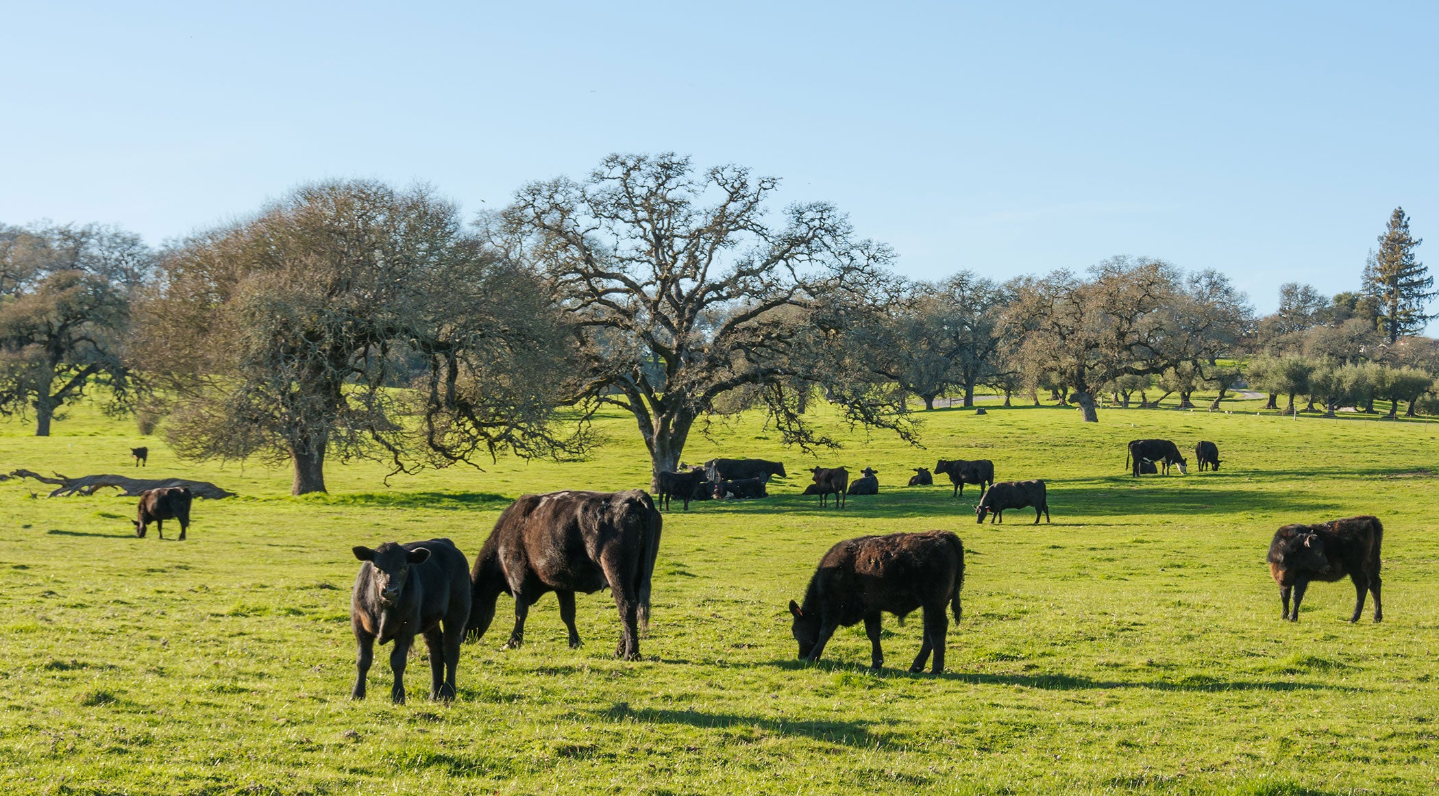 2024 cattle inventory remains lowest since 1951