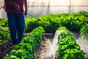 spraying-fertilizer-vegetables-sponsored