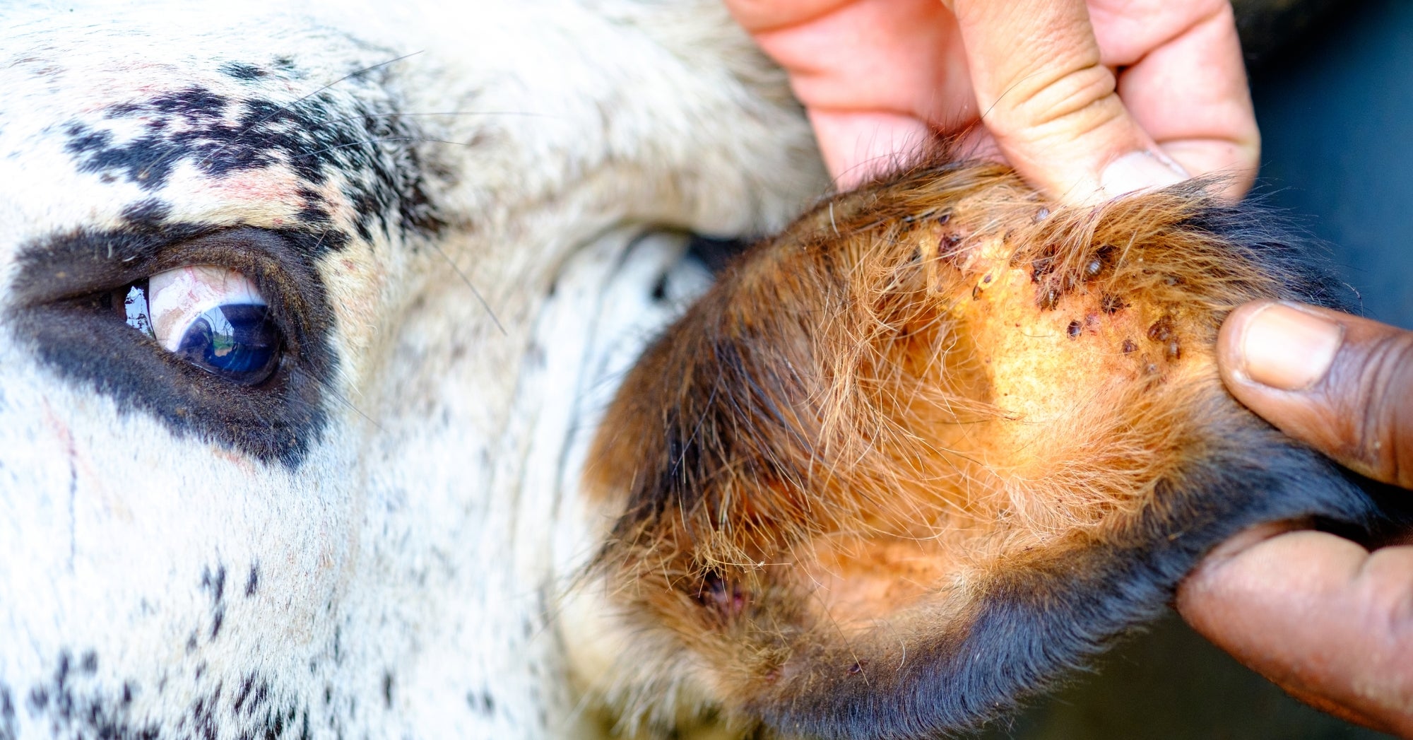 Ticks on Calf Ear