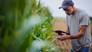 Climate-Fieldview_GROWING-corn-field