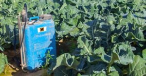 Broccoli Herbicide