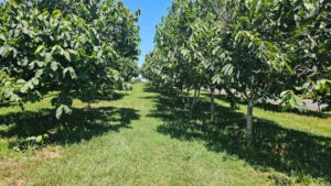 KSU-orchard-pawpaw