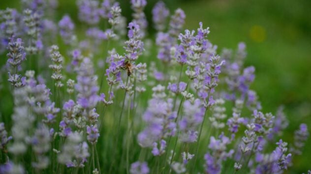 Lavender Hill Farm