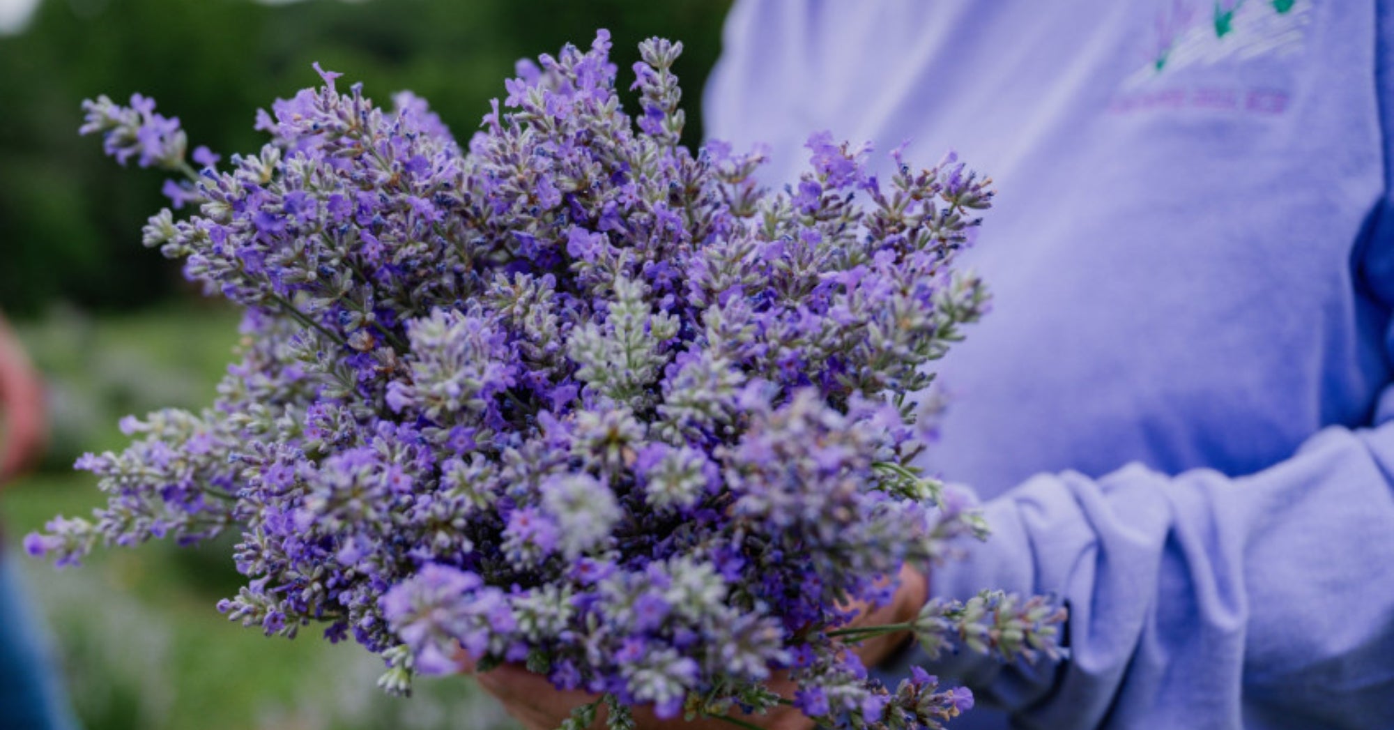 Lavender Hill Farm