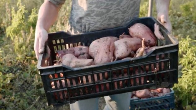 USDA Sweet Potato Cultivar