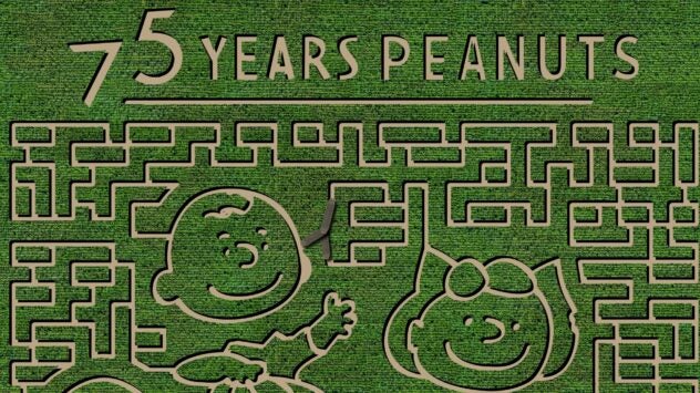 Peanuts Corn Maze