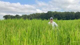 RICE-mississippi-river-delta-bounty