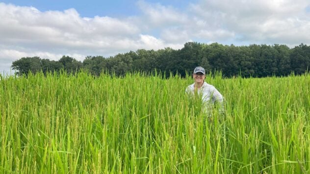 RICE-mississippi-river-delta-bounty