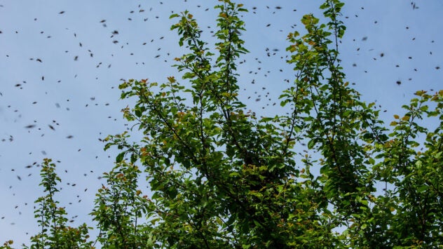 bee-swarm