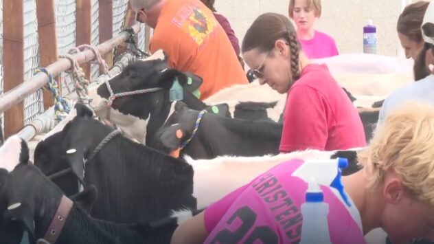 Cassia County Dairy Show