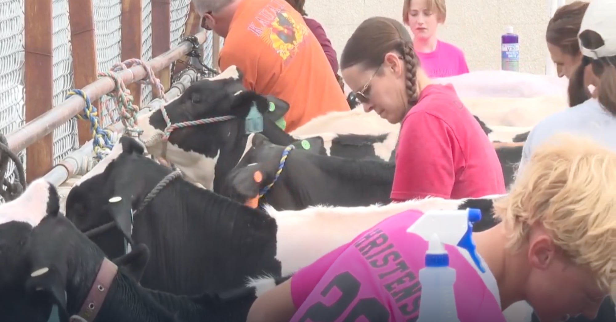 Cassia County Dairy Show