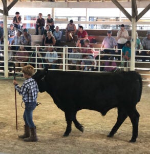 kansas-4-h-fair